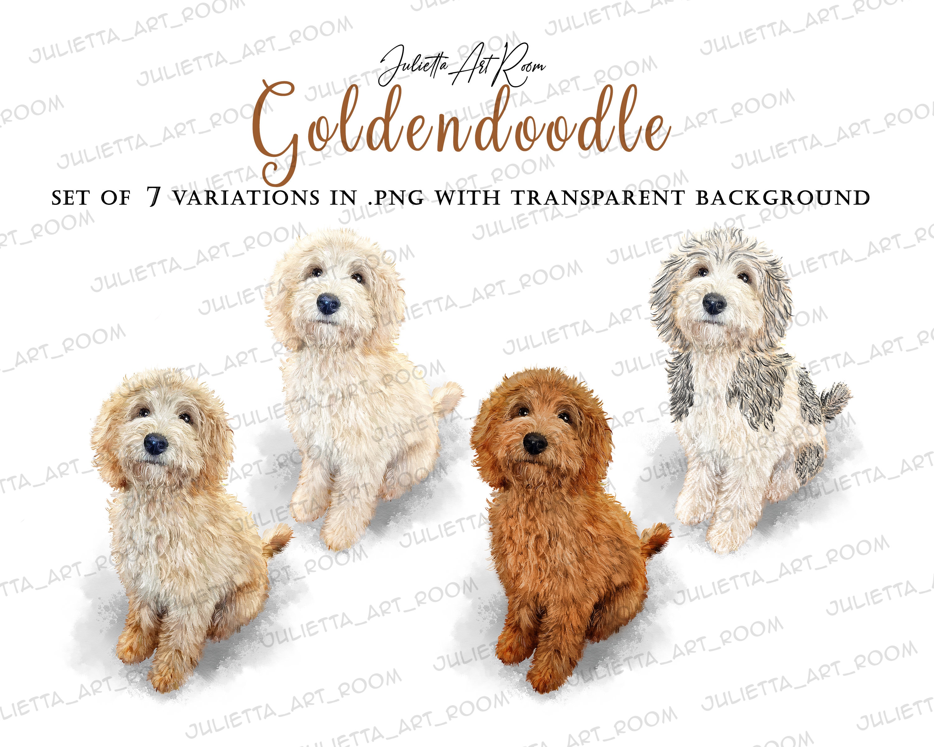 トイプードルのパパ犬・ママ犬を検索 - 英国ゴールデン、サモエド、トイプードルのブリーダー 京都, image size:3000x2400