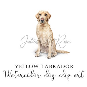 Żółty labrador akwarela png clipart z przezroczystym tłem - natychmiastowe pobieranie sztuki cyfrowej - do użytku osobistego i komercyjnego - portret DIY