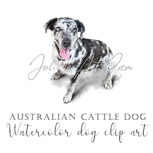 Australian Cattle Dog watercolor clipart, Blue Heeler png, Dog clipart with transparent background, DIY portrait, Sublimation design