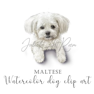 Maltese watercolor png clipart - Maltese puppy nursery design - Watercolor Dog Portrait - Hand Drawn sublimation design - Maltese mom