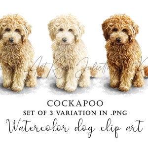 Cockapoo watercolor png clipart - Cockerpoo digital portrait - Commercial & Personal use with transparent background - Cockapoo mom