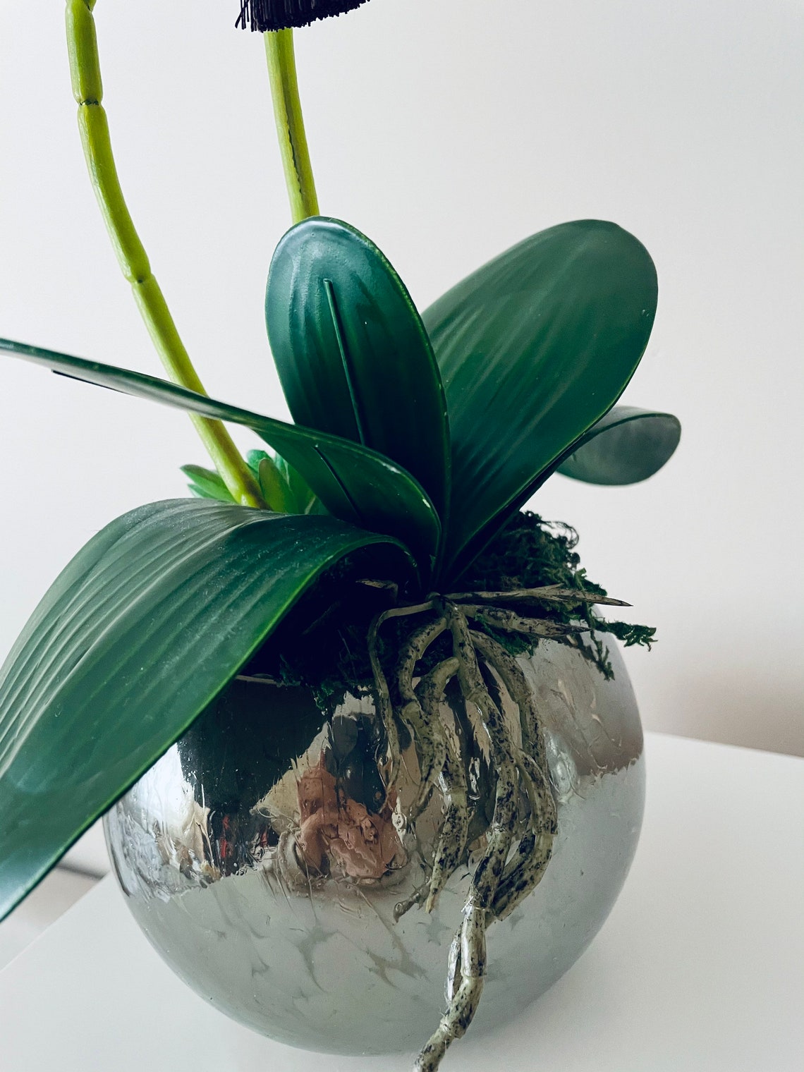 Orchid arrangement in a glass bowl two stem orchids latex Etsy