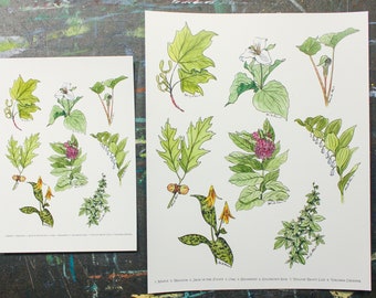 Windsor Essex Local Plants Art Print