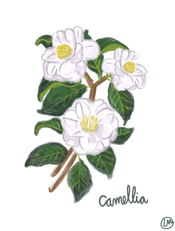 White Camellia Painting Print Southern Blooms Etsy