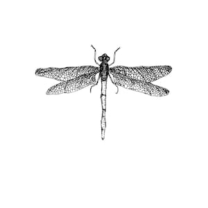 Pode incluir: Ilustração detalhada em preto e branco de uma libélula. A libélula tem padrões intrincados nas asas e um corpo esguio. A imagem é definida contra um fundo branco simples, destacando as delicadas características do inseto.