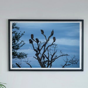 Avvoltoi dal dorso bianco / Fotografia su carta artistica / Foto lucida / o tela tesa
