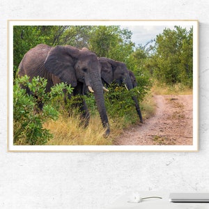 Elefante africano in Sud Africa / Fotografia su carta fine art / Foto lucida / o tela tesa