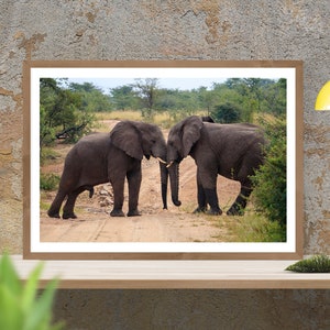 Elefanti africani in Sud Africa / Fotografia su carta artistica / Foto lucida / o tela tesa