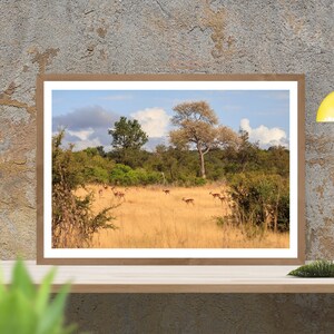 African Impala in the Savannah | Photograph on Fine Art Paper | Photo Luster | or Stretched Canvas