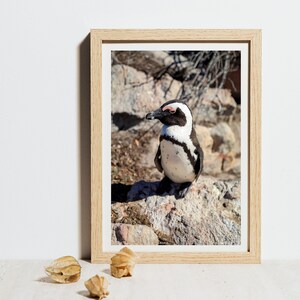 Pinguino africano / Fotografia su carta fine art / Lucentezza fotografica / o tela tesa