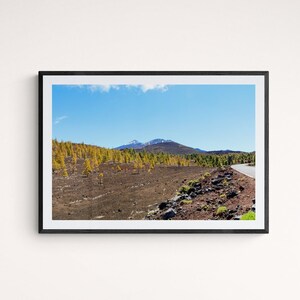 Fine Art Photography Prints, Canvas Wall Art - Mount Teide Trees, Tenerife, Spain
