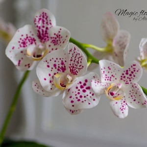 Spotted phalaenopsis orchid - artificial flower out of cold porcelain
