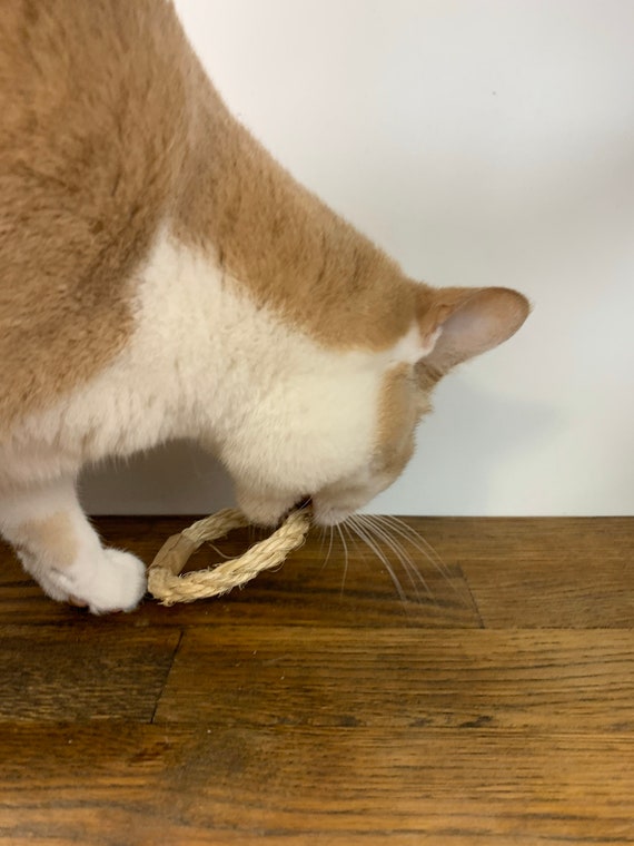 Cat chew store ring