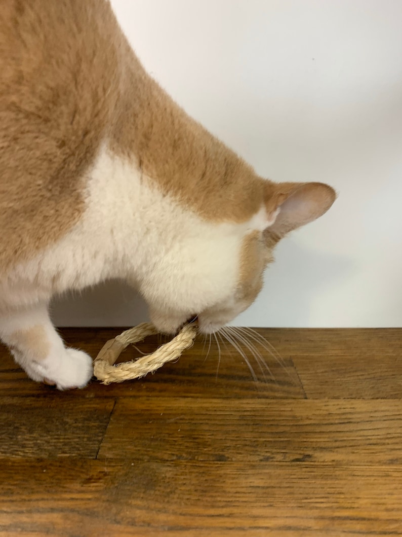 Puede incluir: Un gato blanco y naranja interact&uacute;a con un juguete de cuerda trenzada. El gato est&aacute; concentrado en el juguete, que tiene forma circular. El fondo es una pared blanca y un suelo de madera.