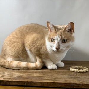 Puede incluir: Un gato blanco y naranja est&aacute; sentado sobre una superficie de madera, mirando hacia la c&aacute;mara. El gato tiene ojos verdes y una nariz rosada. Un peque&ntilde;o juguete de cuerda tejida est&aacute; sobre la superficie de madera cerca del gato.