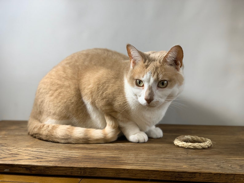 Puede incluir: Un gato blanco y naranja est&aacute; sentado sobre una superficie de madera, mirando hacia la c&aacute;mara. El gato tiene ojos verdes y una nariz rosada. Un peque&ntilde;o juguete de cuerda tejida est&aacute; sobre la superficie de madera cerca del gato.