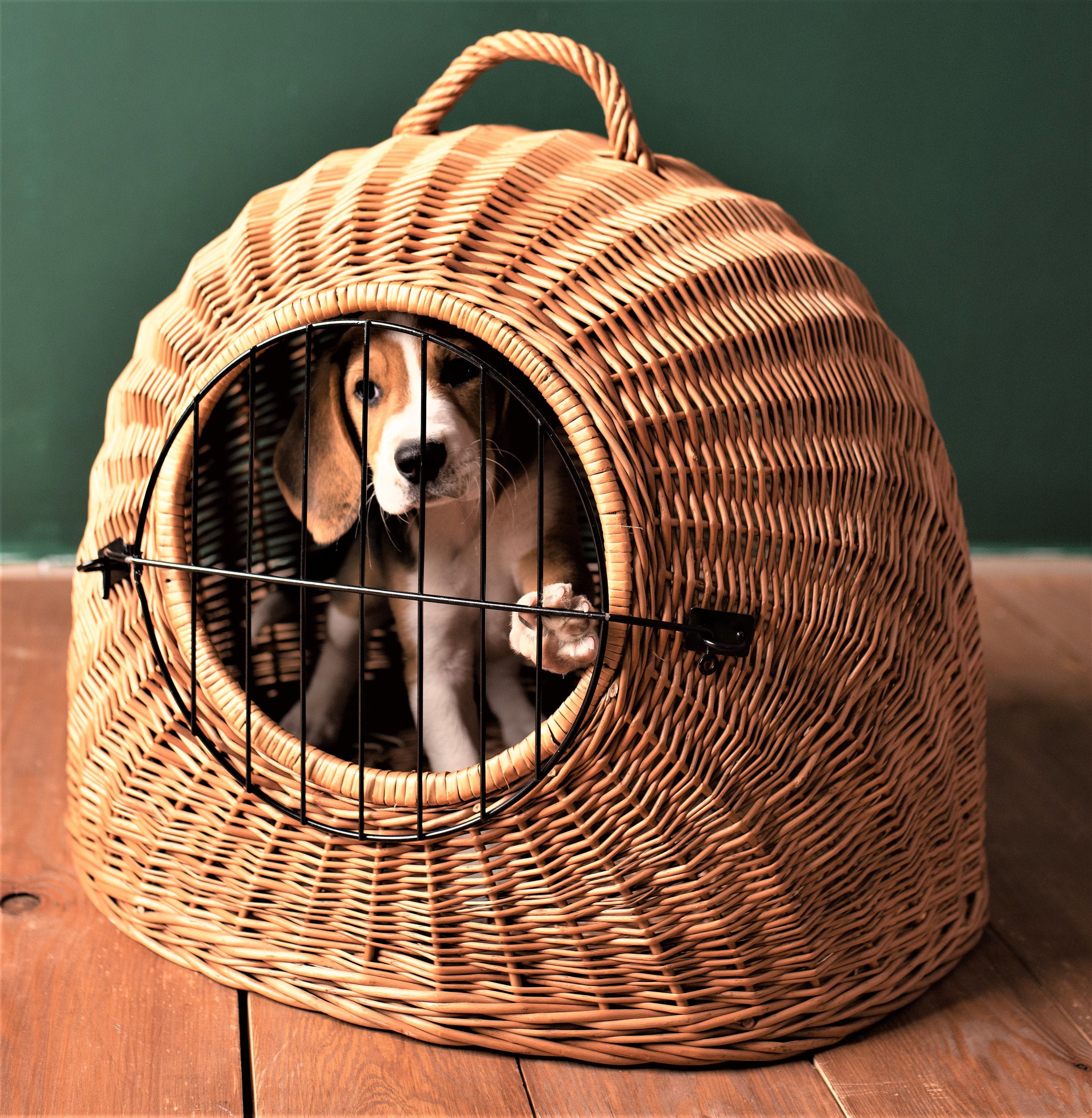 cat carrier wicker