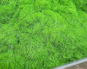3mm Static Grass Powder: Diorama, Model Railway & Wargame Scenery