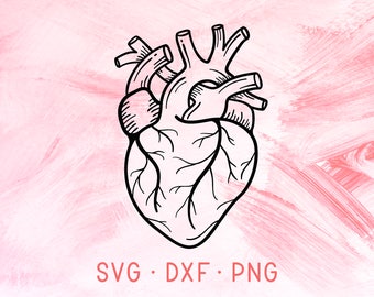 Download Anatomical Heart SVG DXF PNG Heart Svg Love Svg Medical ...