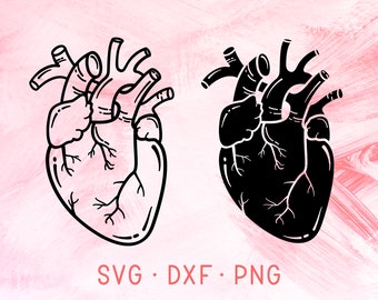 Download Anatomical Heart SVG DXF PNG Heart Svg Love Svg Medical ...