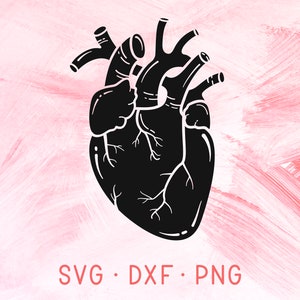 Anatomical Heart SVG DXF PNG, Human Heart Svg Cutting File, Love Svg, Medical Svg, Nurse Svg, Doctor Svg, Anatomic Heart Svg, Heart Shirt