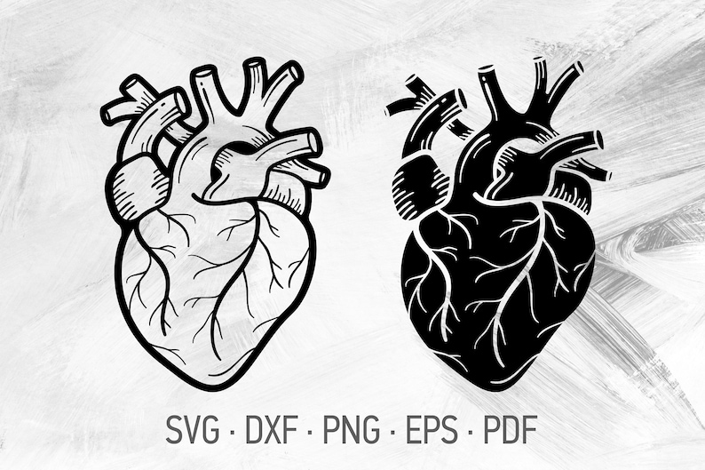 Download Anatomical Heart SVG Bundle Cricut Cut Files Real Human ...