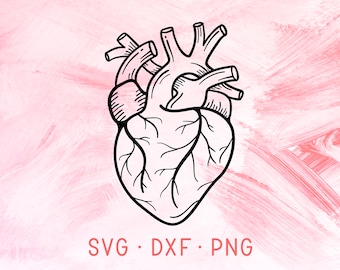 Anatomical Heart SVG, DXF, PNG, Valentine Svg Designs, Silhouette Svg, Love Svg, Heart Cut File, Cutting File For Cricut Silhouette Svg