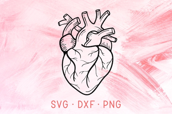 Download Anatomical Heart Svg Dxf Png Valentine Svg Designs Etsy