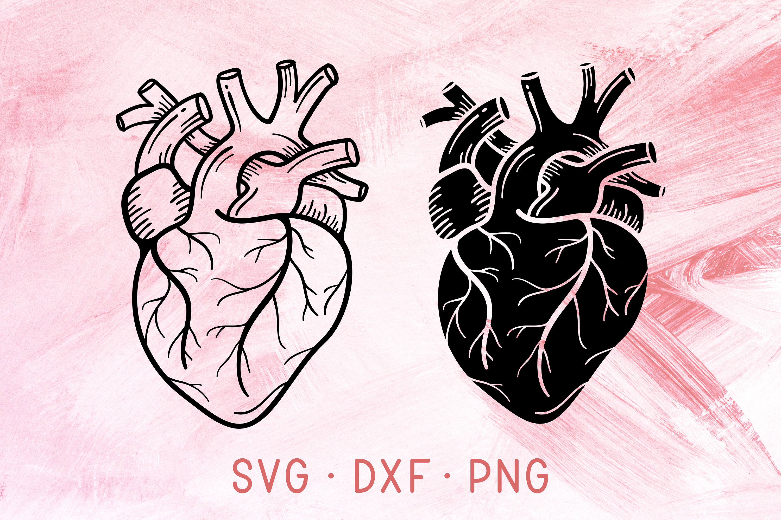 Anatomical Heart Svg Bundle File For Cricut Silhouette Human Etsy