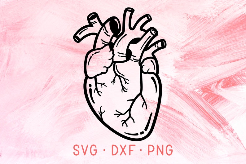 Download Anatomical Heart SVG DXF PNG Cricut Cut File Real Human ...