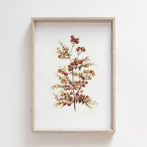 Beeren Wasserfarbe Abbildung - Botanische Zeichnung