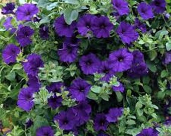 Petunia- Alderman- 100 Seeds