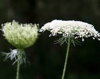 Queen Anne's Lace- 500 Seeds -