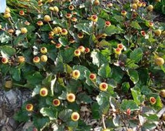 Toothache Plant- 100 Seeds