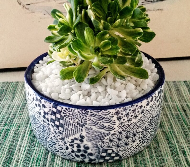 Może przedstawiać: Sukulent z zielonymi i ż&oacute;łtymi liśćmi w niebiesko-białej doniczce z ozdobnym wzorem. Doniczka jest wypełniona białymi kamieniami ozdobnymi.