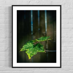 Aspen Leaf – Fine Art Nature Photography Print | Botanical Wall Art