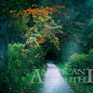 Verzauberte Wald Nacht Hintergrund | Herbst-Overlay | Dark Forest Tunnel : Halloween | Digitaldownload Foto - Photoshop / Scrapbook Druck