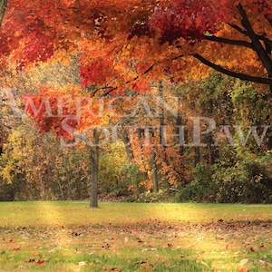 Herbst Hintergrund | Herbst Overlay | Waldlicht strahlen : Halloween Thanksgiving - Digitaler Download Foto - Photoshop / Scrapbook Druck | Handwerk