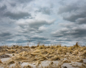 Dune grass with stormy sky.