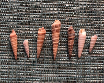 Auger Shells