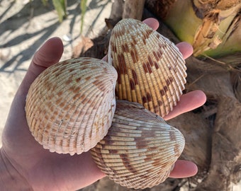 Atlantic Giant Cockle Shell