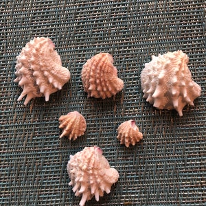 Conchiglia portagioie spinosa