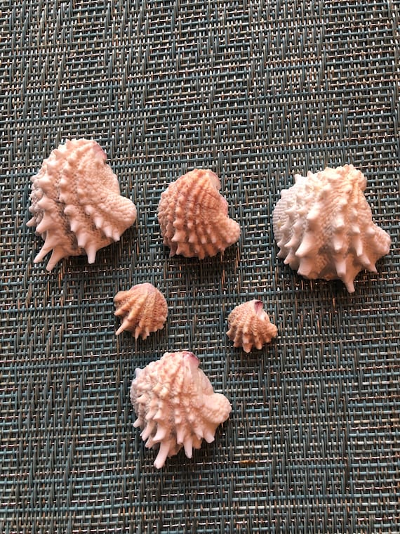 Spiny Jewelry Box Shell - Etsy