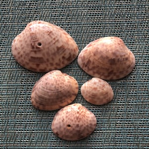 Calico Clam Shells