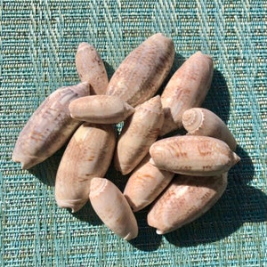 May include: A collection of smooth, light brown seashells with a slightly mottled pattern. The shells are oval-shaped and have a glossy finish.