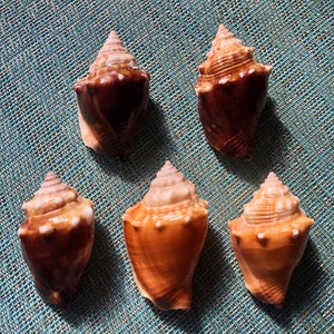 Florida Fighting Conchs