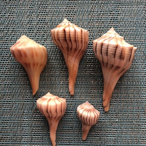 Puede incluir: Cinco conchas marinas con un patrón de rayas marrones y blancas. Las conchas están dispuestas en una fila sobre una superficie texturizada azul y blanca.