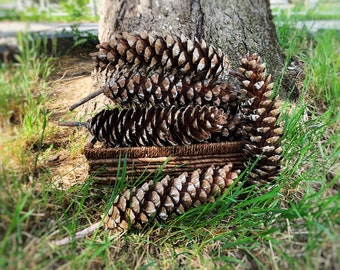 Large Natural Sugar Pine Cones (8-10 inch): Rustic Christmas Decor
