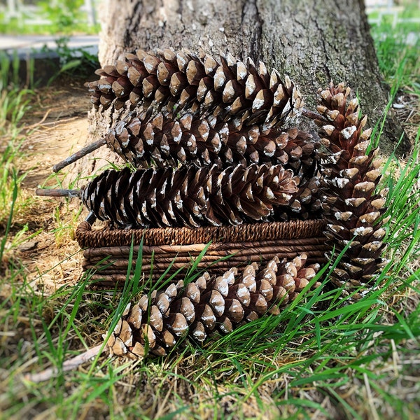 Cônes De Pin Sugar Pine Géants - Longueur 13 à 15 Pouces - Décoration Naturelle - Neuf