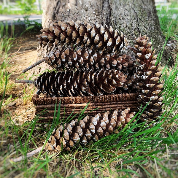 Huge natural Sugar Pine Cones 8 '-10' - Natural Spruce cones decoration- Selected and dried - Cones for crafts